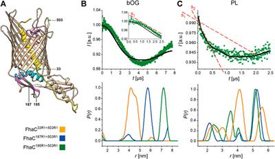 Large-Scale Conformational Changes of FhaC Provide Insights Into the Two-Partner Secretion Mechanism